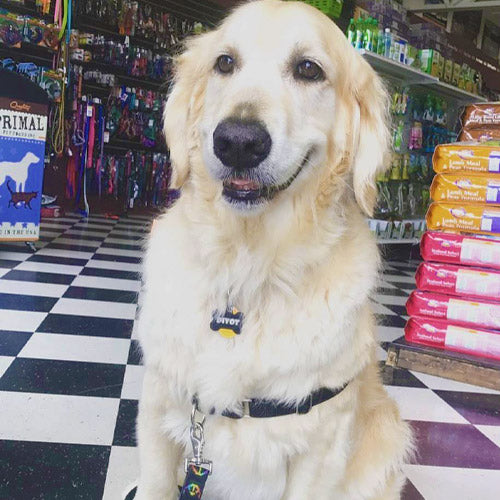 Dog Raleigh, NC Holly Springs, NC Wake Forest, NC Cary, NC