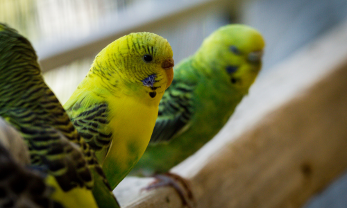 Three parakeet inside of a cage.