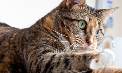 A close-up of a cat.