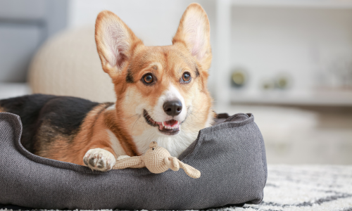 A dog laying on a dog bed, with a toy.
