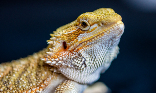 A close-up of a small bearded dragon.