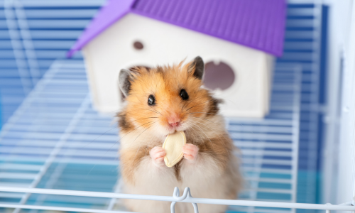 A hamster holding a seed, eating it.