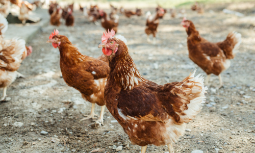 A flock of free range chickens.
