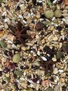 Goldenfeast South American Blend