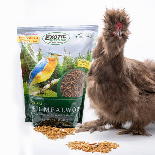 Exotic Nutrition Dried Mealworms