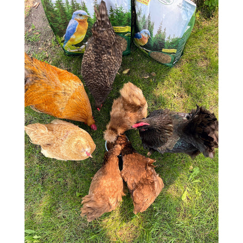 Exotic Nutrition Dried Mealworms