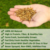 Exotic Nutrition Dried Mealworms