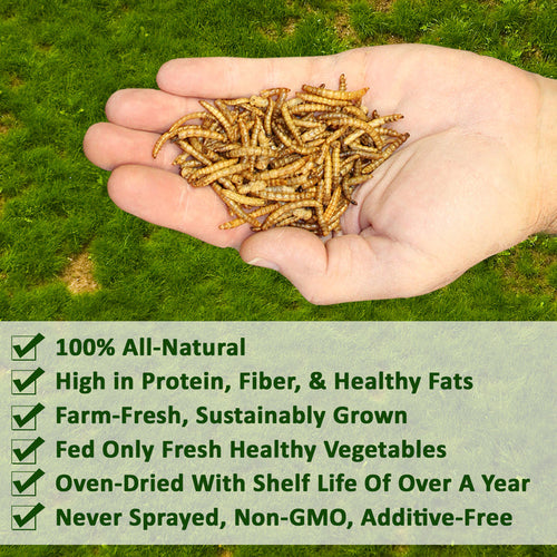 Exotic Nutrition Dried Mealworms