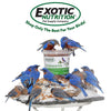 Exotic Nutrition Dried Mealworms
