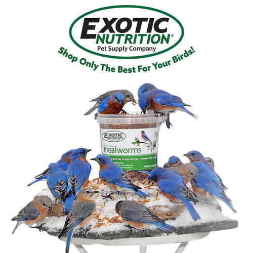 Exotic Nutrition Dried Mealworms