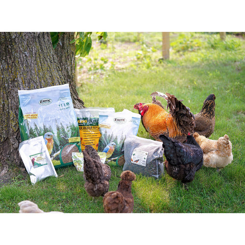 Exotic Nutrition Dried Mealworms