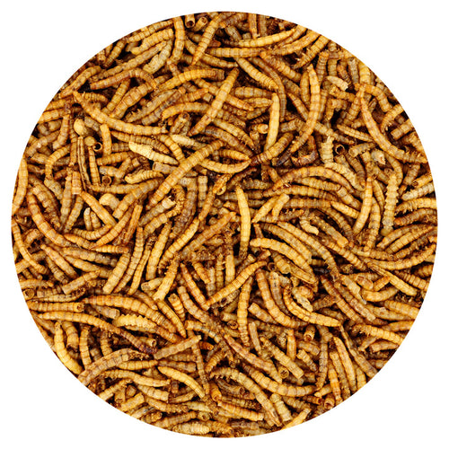 Exotic Nutrition Dried Mealworms