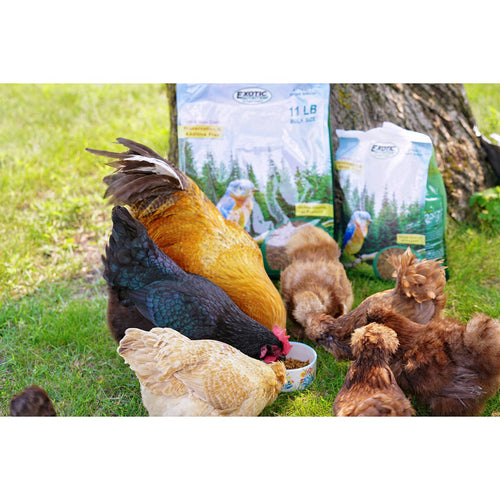 Exotic Nutrition Dried Mealworms