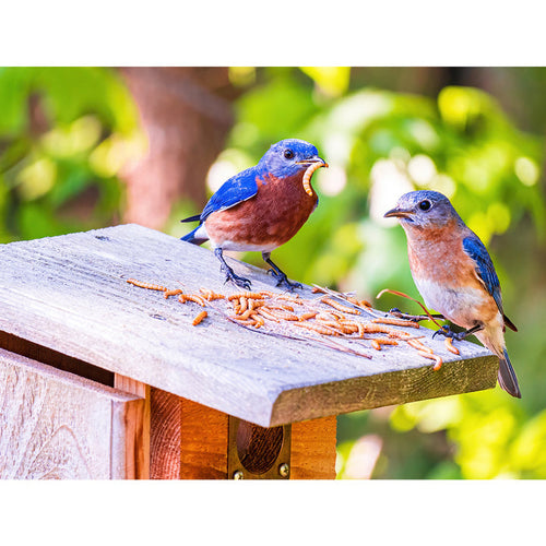 Exotic Nutrition Dried Mealworms
