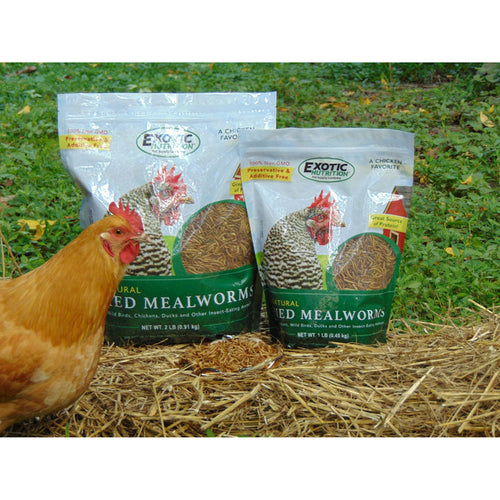 Exotic Nutrition Dried Mealworms
