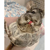 Exotic Nutrition's Critter Selects Dried Rose Hips Treats for Small Animals