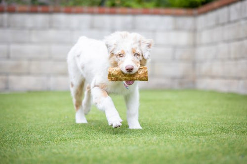 Barking Buddha™ Peanut Butter Beef Cheek™ Original Slice Small for Small Dogs / Medium Chewers