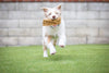 Barking Buddha™ Peanut Butter Beef Cheek™ Original Slice Small for Small Dogs / Medium Chewers
