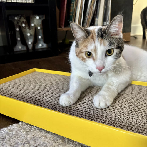Coastal Pet Turbo by Coastal Rectangle Cat Scratcher