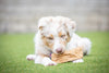 Barking Buddha Peanut Butter Beef Cheek™ Original Chips 1 lb. Value Bag (2 Pack) for Toy to Small Dogs / Light Chewers