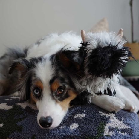 Tall Tails Highland Sheep with Squeaker Dog Toy