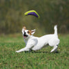 KONG Airdog® Squeaker Boomerang
