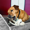 KONG Wild Antler Chew Treat toy