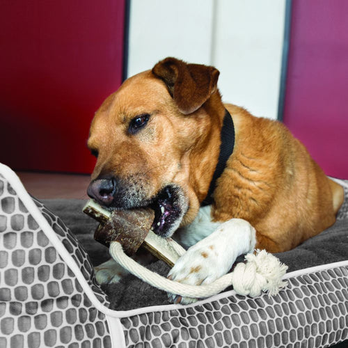 KONG Wild Antler Chew Treat toy