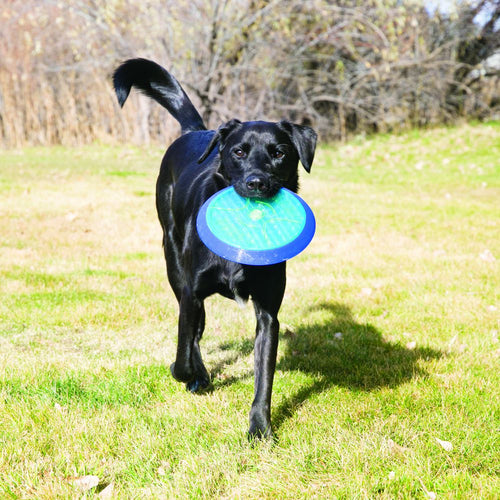Kong Cruncheez™ Flyer Dog Toy