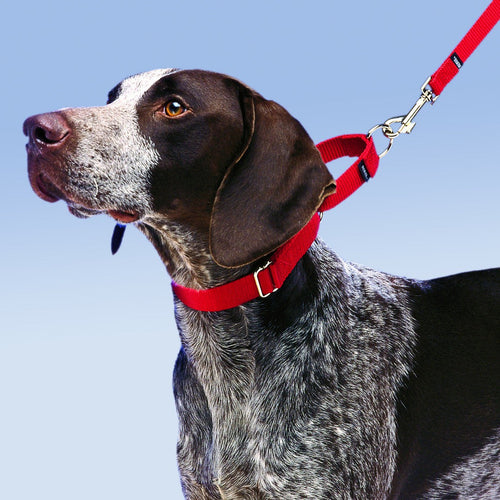 Petsafe Martingale Collars Royal Blue