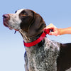 Petsafe Martingale Collars Royal Blue